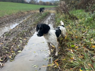 English Springer Spaniel dogs English Sprimger Spaniel Puppies Waiting List!! - Advert 1