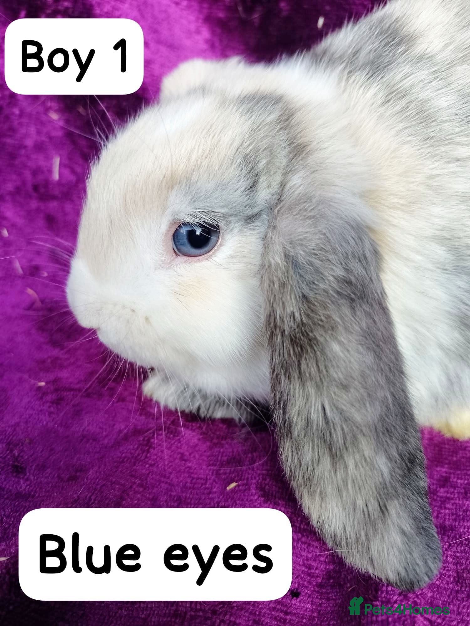 Mini Lion Lop rabbits Mini lion head lop  - Advert 1