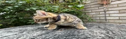 Bengal cats for sale: Bengal x Maine Coon Cross Kittens  - Advert 15