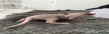 Sphynx Kitten 2