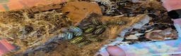 Isopods invertebrates for sale: Mand species of isopods available  - Advert 4