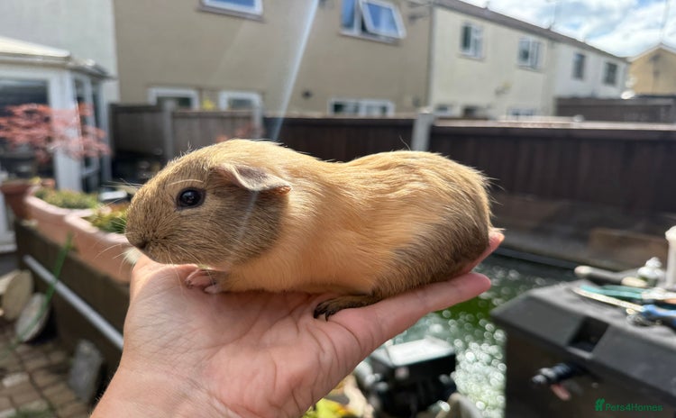 Guinea Pig rodents for sale - Advert 2