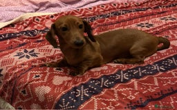Miniature Dachshund dogs for sale: Miniature dachshund  - Image 3