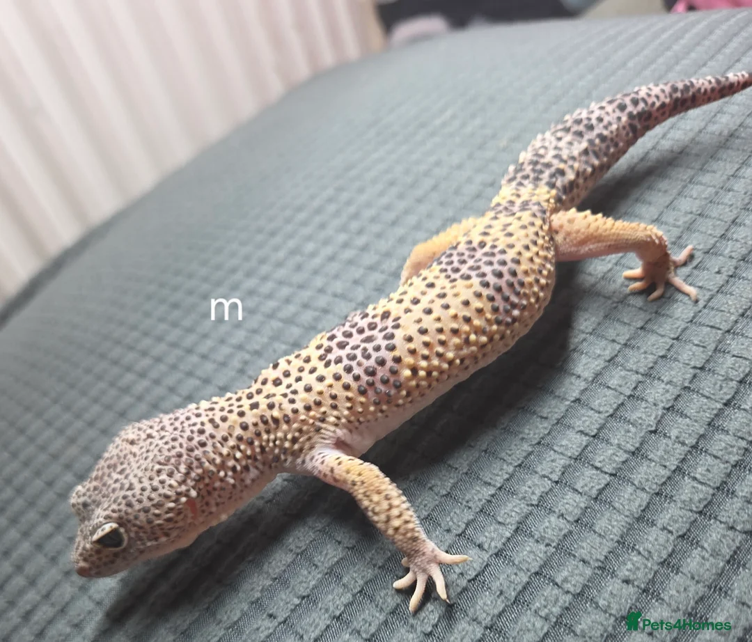 Leopard Gecko reptiles for sale: Leopard geckos and set ups available  - Advert 6