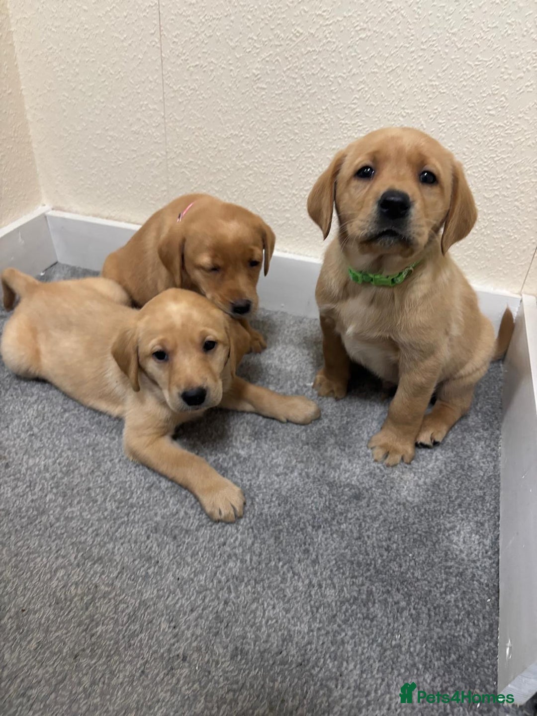 Labrador Retriever dogs for sale: Labrador puppies - Advert 22