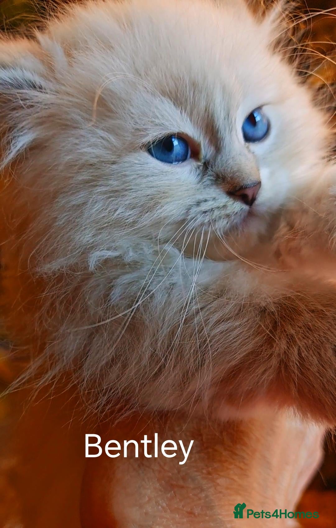 Siberian cats for sale: Pure Siberian from GCCF/TICA parents - Advert 1