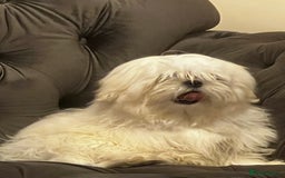 Malshi dogs for sale: Teddy  - Image 1