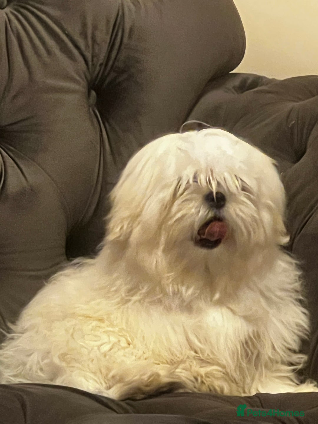 Malshi dogs for sale: Teddy  - Image 1