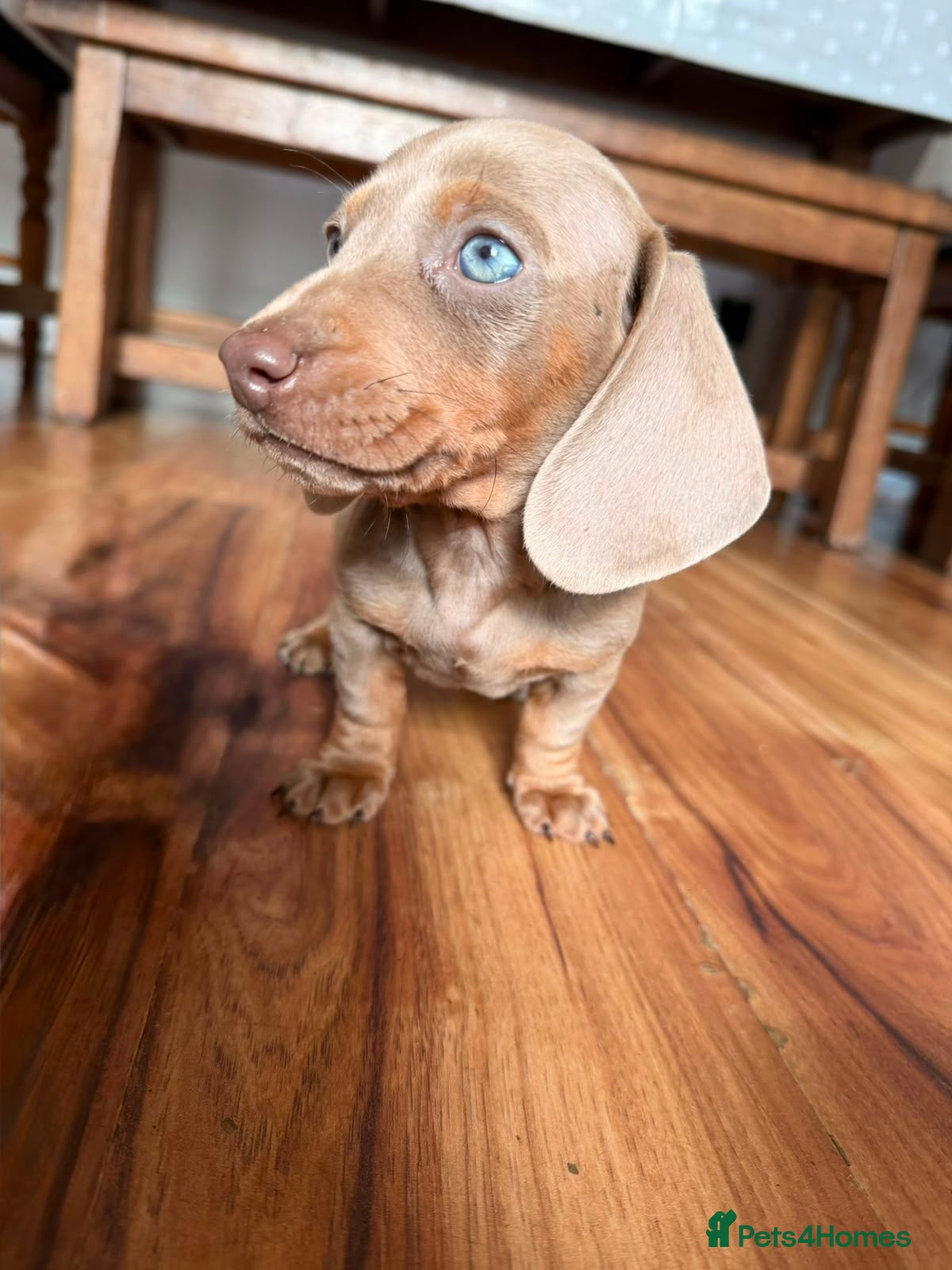 Miniature Dachshund dogs Miniature Dachshunds  - Advert 1
