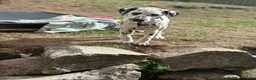 Dalmatian dogs for sale:  KC REGISTERED DALMATIAN PUPS  - Advert 4