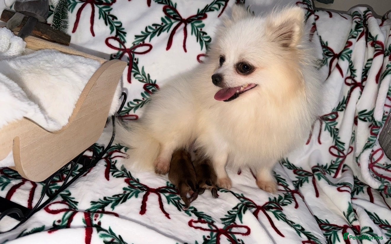 Pomeranian dogs for sale: Russian Pomeranian puppies - Advert 8
