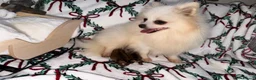 Pomeranian dogs for sale: Russian Pomeranian puppies - Advert 1