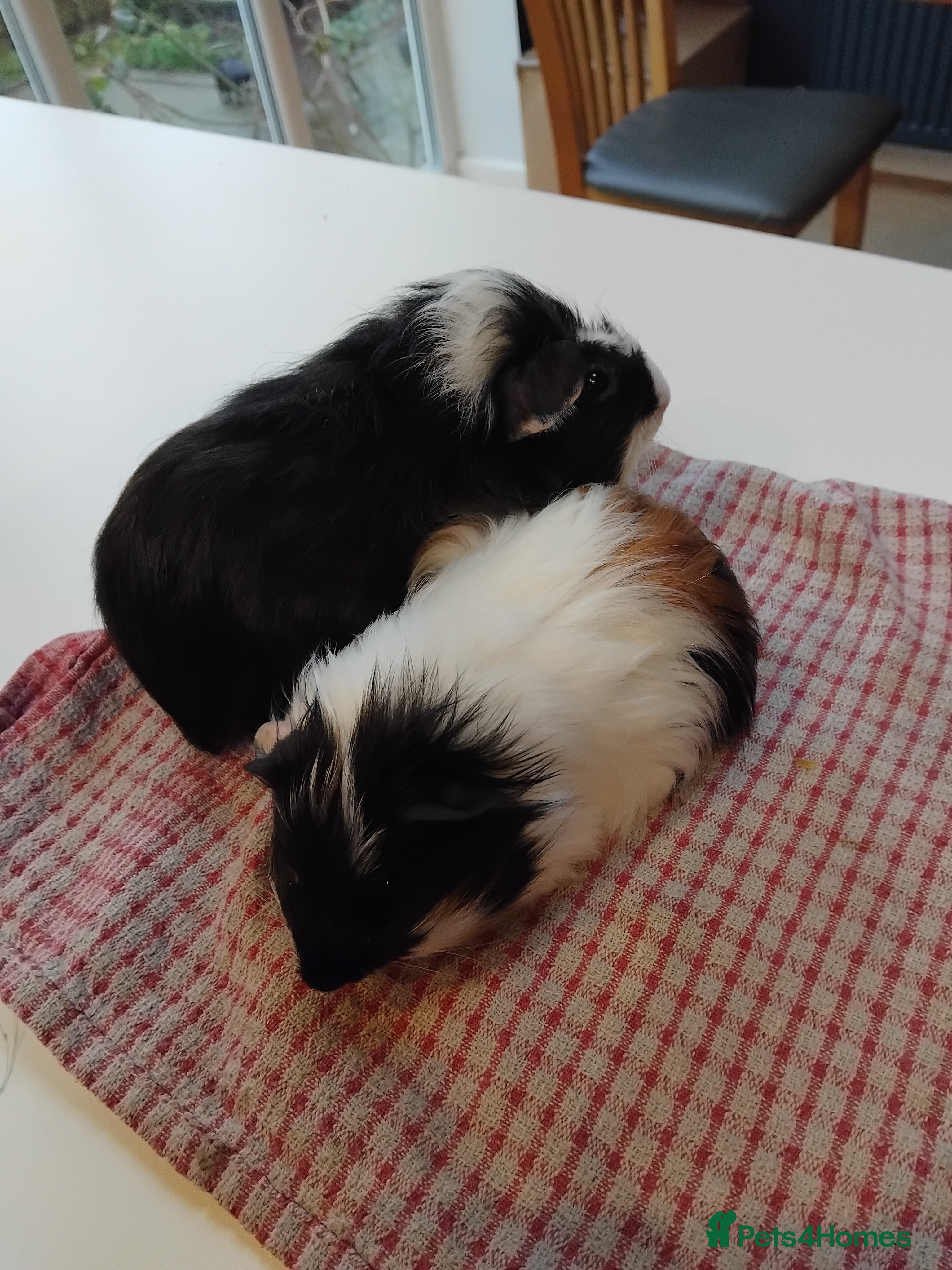 Guinea Pig rodents Baby guinea pigs x4 - Advert 5