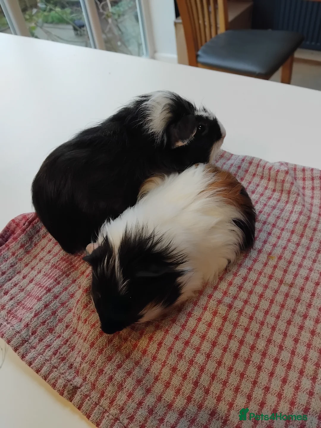 Guinea Pig rodents for sale: Baby guinea pigs x4 - Advert 1