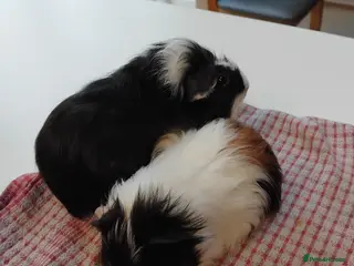 Guinea Pig rodents Baby guinea pigs x4 - Advert 5