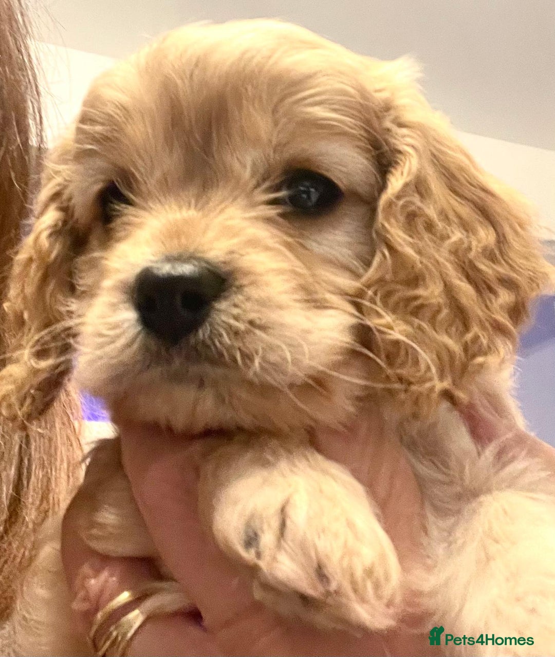 Toy Poodle dogs for stud: Toy poodle stud boy  in Blackburn - Advert 37