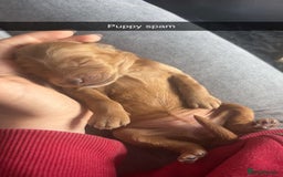 Labradoodle dogs for sale: Beautiful F1B Mini Labradoodles Hypoallergenic Red - Image 8
