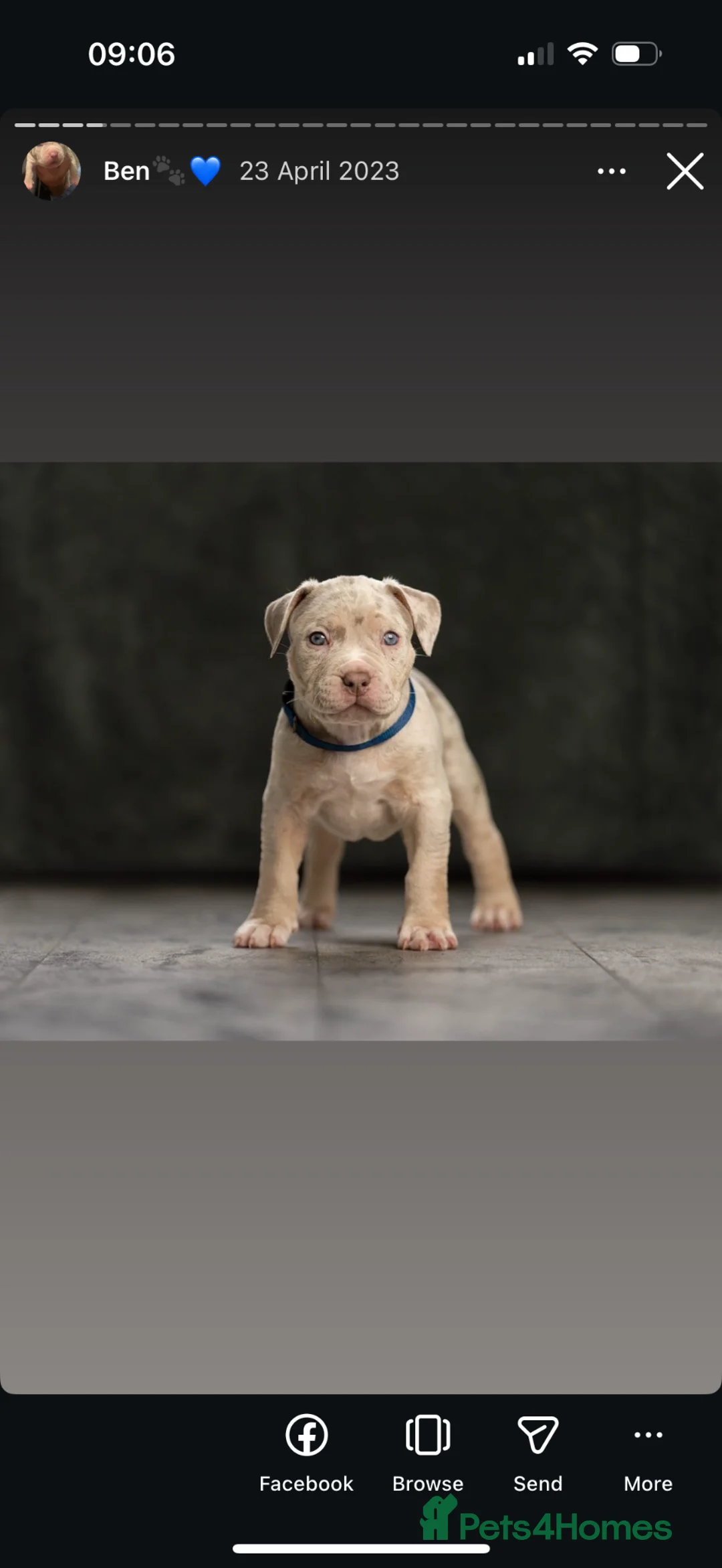 American Bully dogs for stud: 🧬BEN AMERICAN BULLY LILAC TRI MERLE🧬  - Advert 3