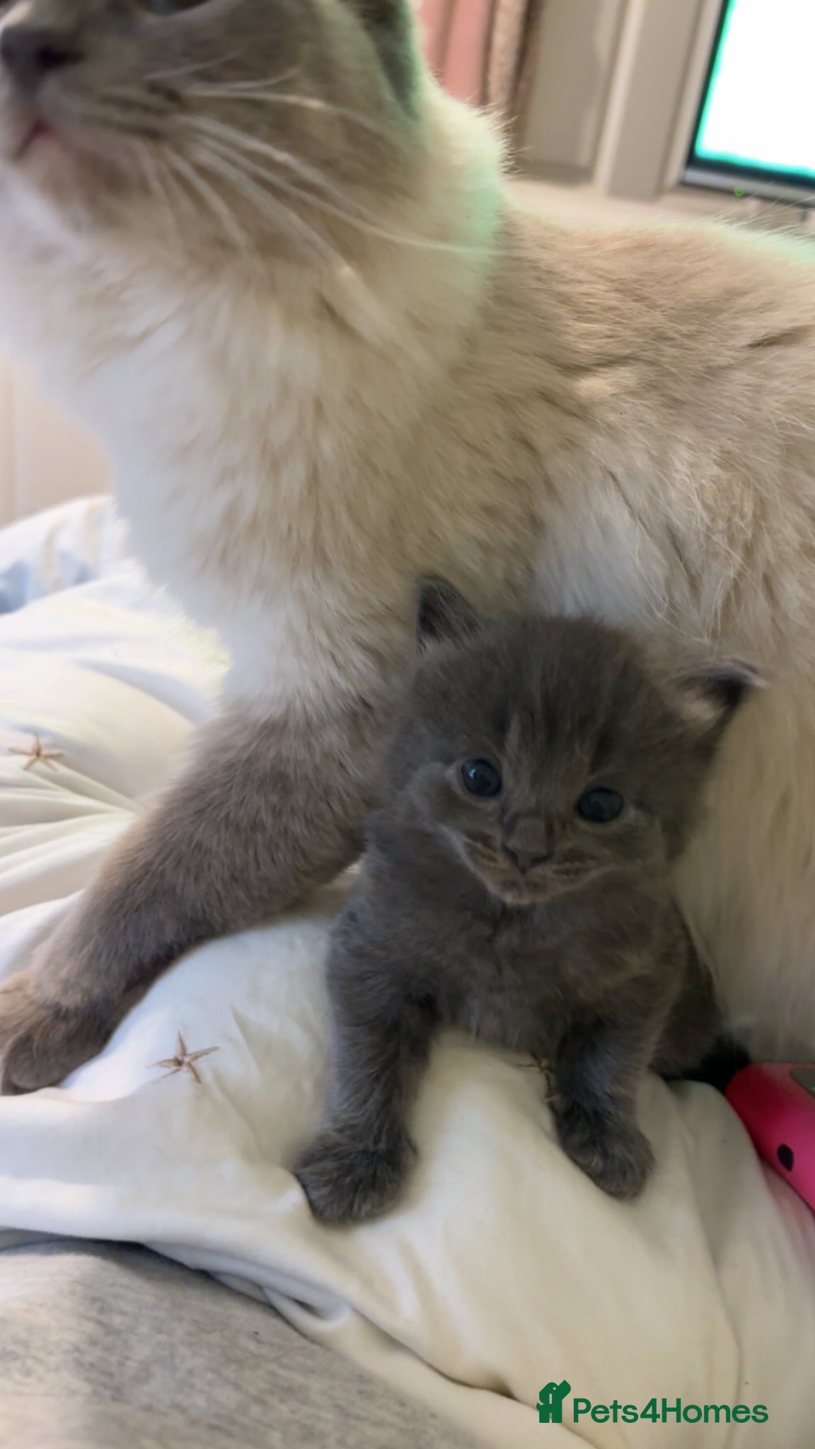 Ragdoll cats for sale: Ragdoll cross kittens for sale  - Advert 5