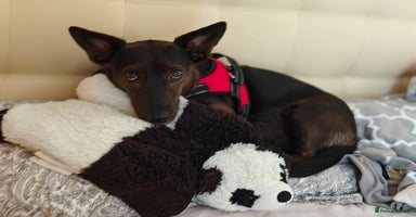 Mixed Breed dogs 💖🐶 BUNIA 🐶💖 - Advert 3