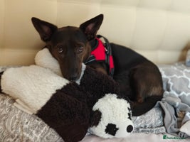 Mixed Breed dogs 💖🐶 BUNIA 🐶💖 - Advert 13