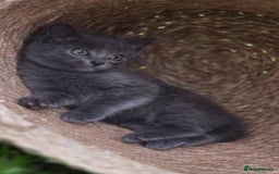 Ragdoll cats for sale: Ragdoll X Maine Coon Kittens  - Image 3