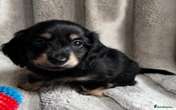 Miniature Dachshund dogs for sale: LONGHAIRED MINIATURE CREAM PUPPIES🐾🩵 - Image 13