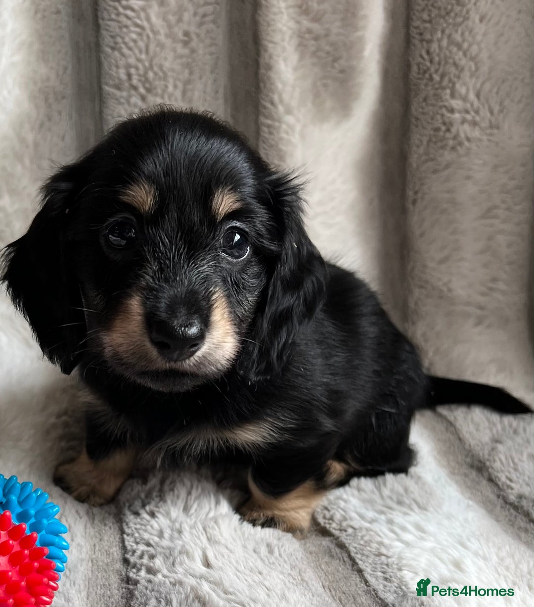 Miniature Dachshund dogs for sale: LONGHAIRED MINIATURE CREAM PUPPIES🐾🩵 - Image 13