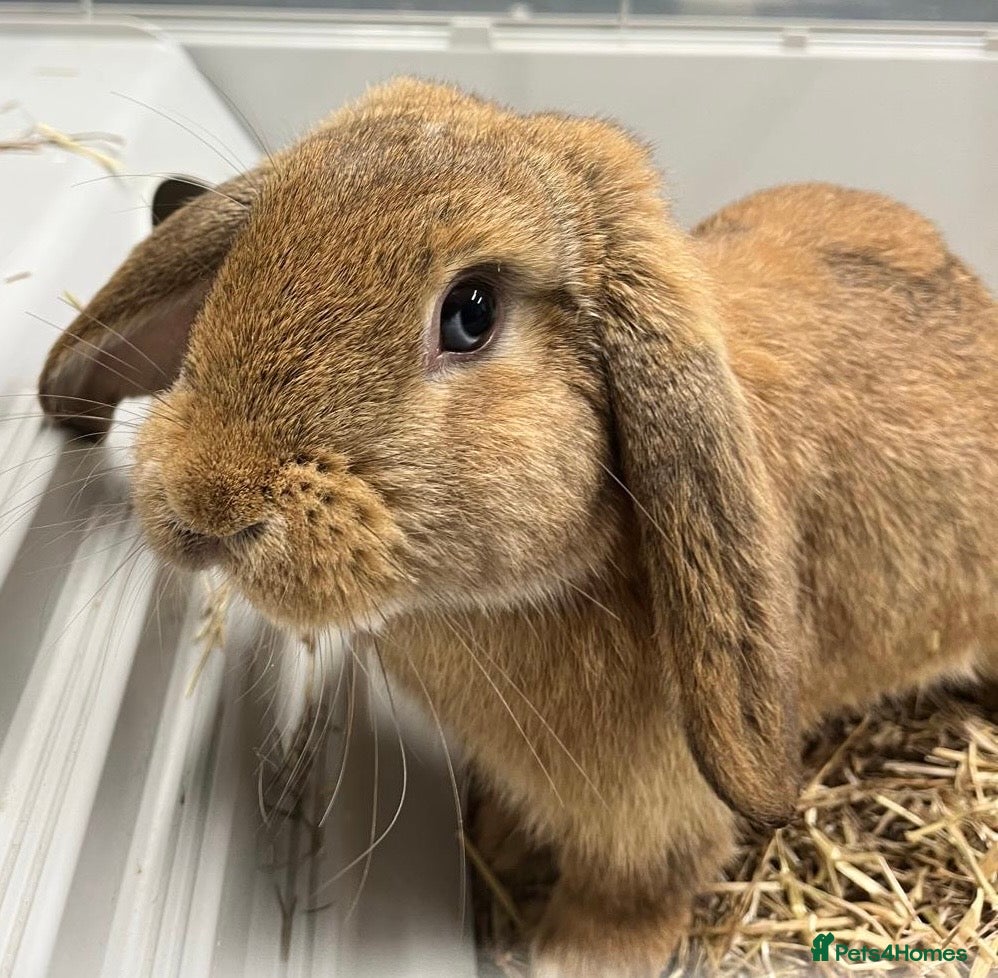Dwarf Lop rabbits Male Dwarf lop Ready now 🐰♥️🐰  - Advert 17