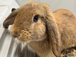Dwarf Lop rabbits Male Dwarf lop Ready now 🐰♥️🐰 - Advert 17