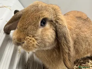 Dwarf Lop rabbits Male Dwarf lop Ready now 🐰♥️🐰 - Advert 4