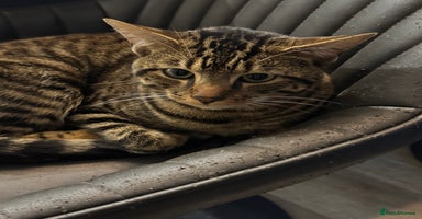 Bengal cats - Advert 3