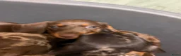 Miniature Dachshund dogs for sale: Beautiful Fully health check mini Dachshund pups - Advert 21