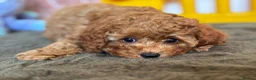 Cavapoo dogs for sale: Adorable teddy bear toy cavapoo health checked - Advert 4