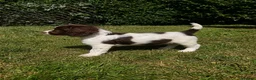 Sprocker dogs for sale: Working Sprocker Puppy - Advert 4