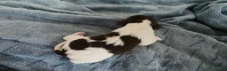 English Springer Spaniel dogs for sale: KC Home Springer Pups - Heath tested, Licensed ⭐️ - Advert 7