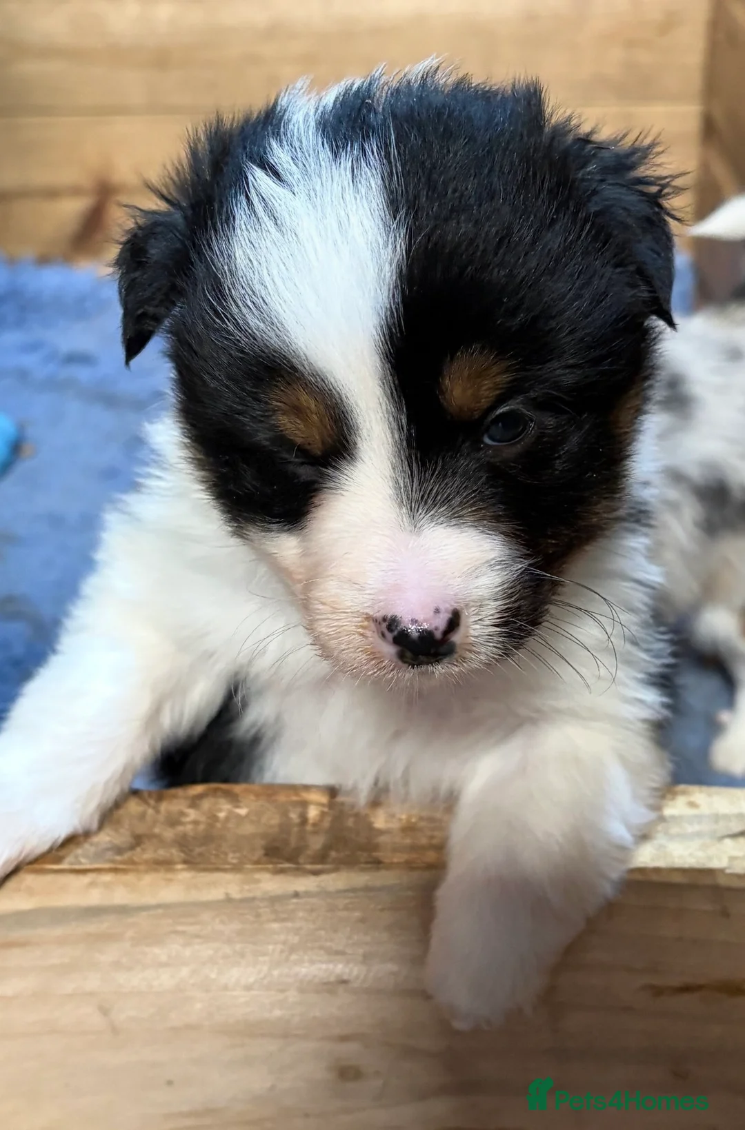 Border Collie dogs for sale: Collie pups  - Advert 1