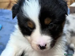 Border Collie dogs Collie pups - Advert 1