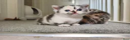 Munchkin cats for sale: Beautiful girls  - Advert 5