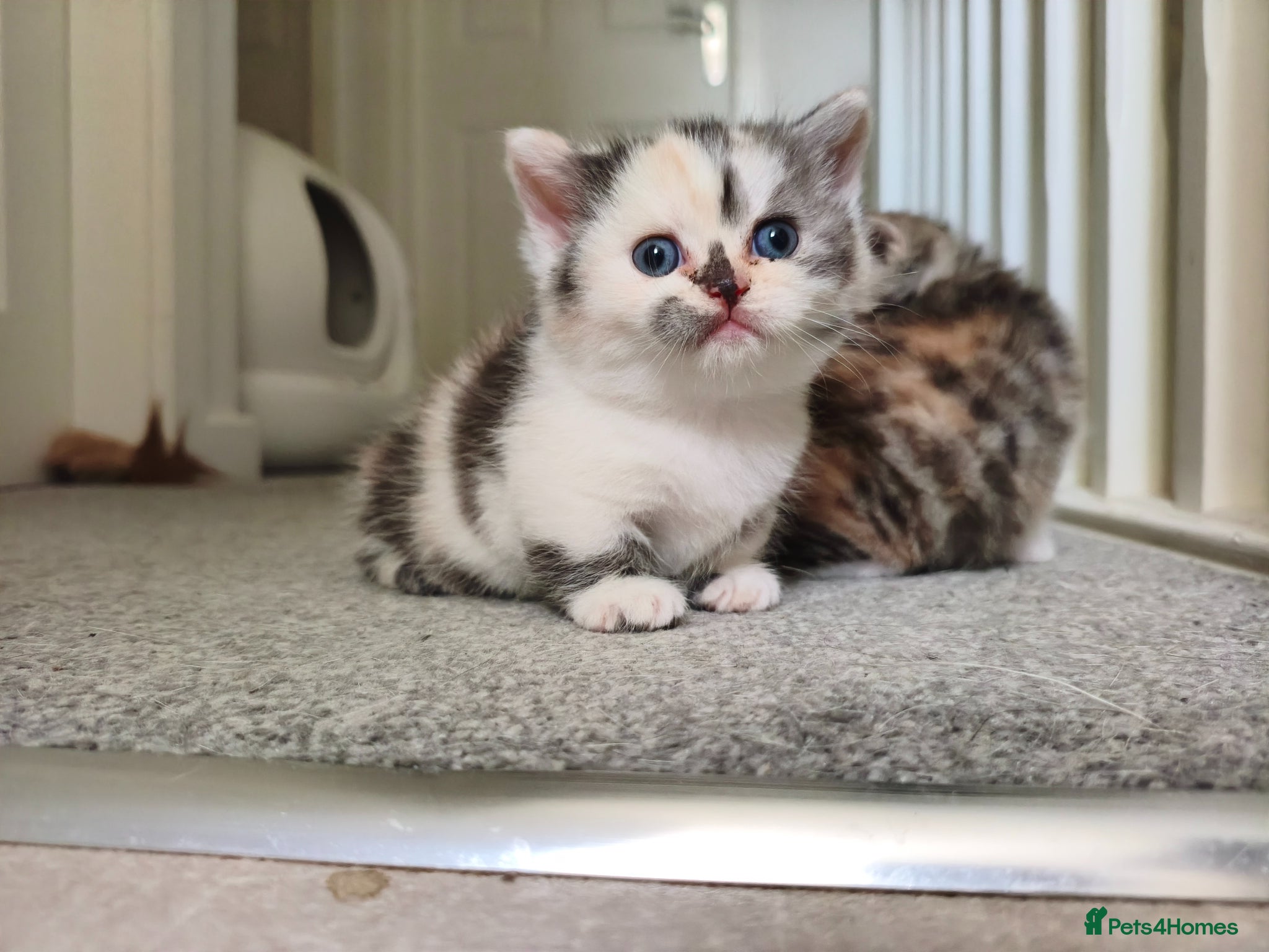 Munchkin cats Beautiful girls - Advert 2