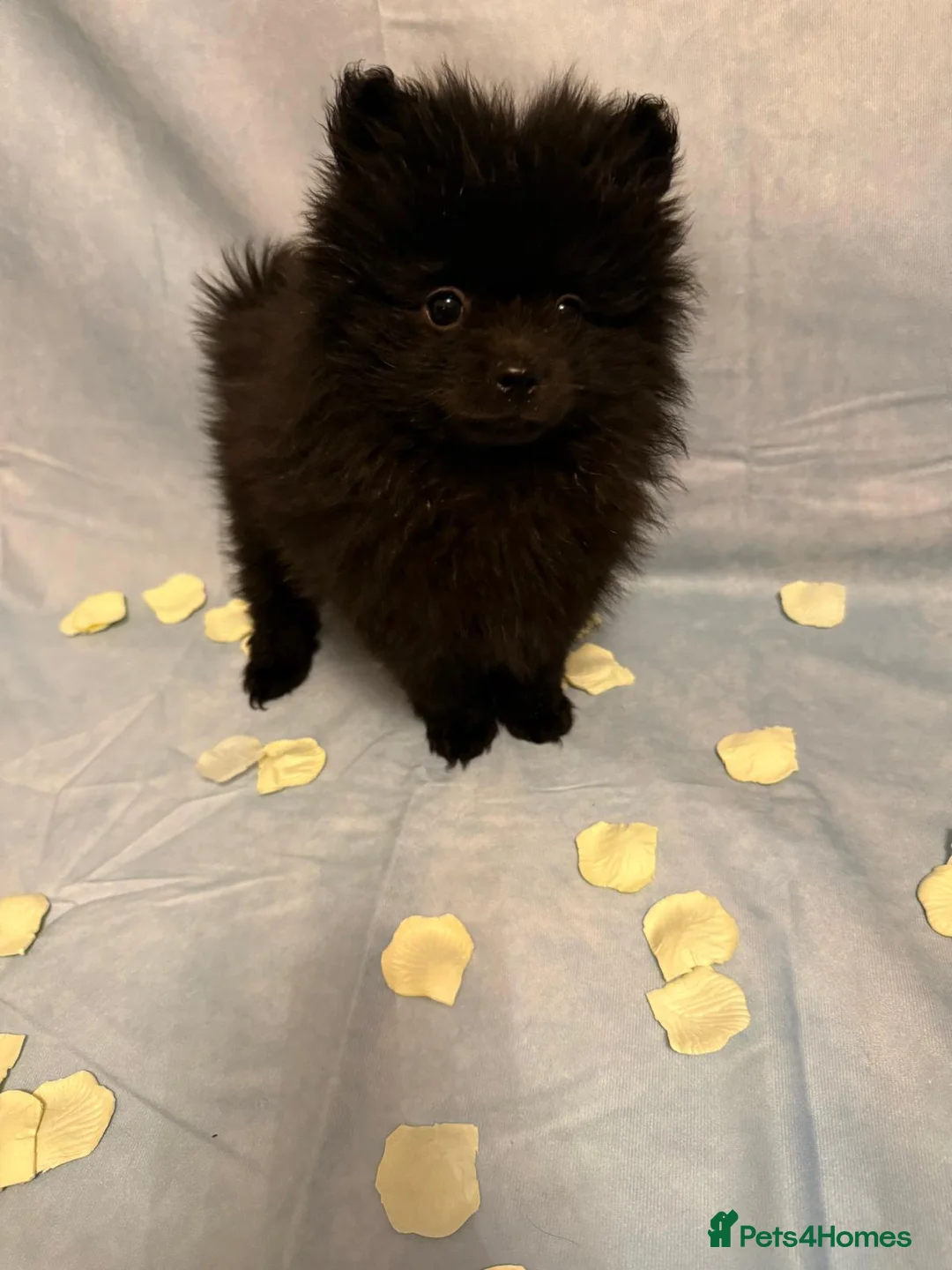 Pomeranian dogs for sale: Pomeranian puppies - Advert 10