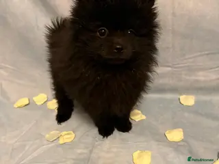 Pomeranian dogs Pomeranian puppies - Advert 8