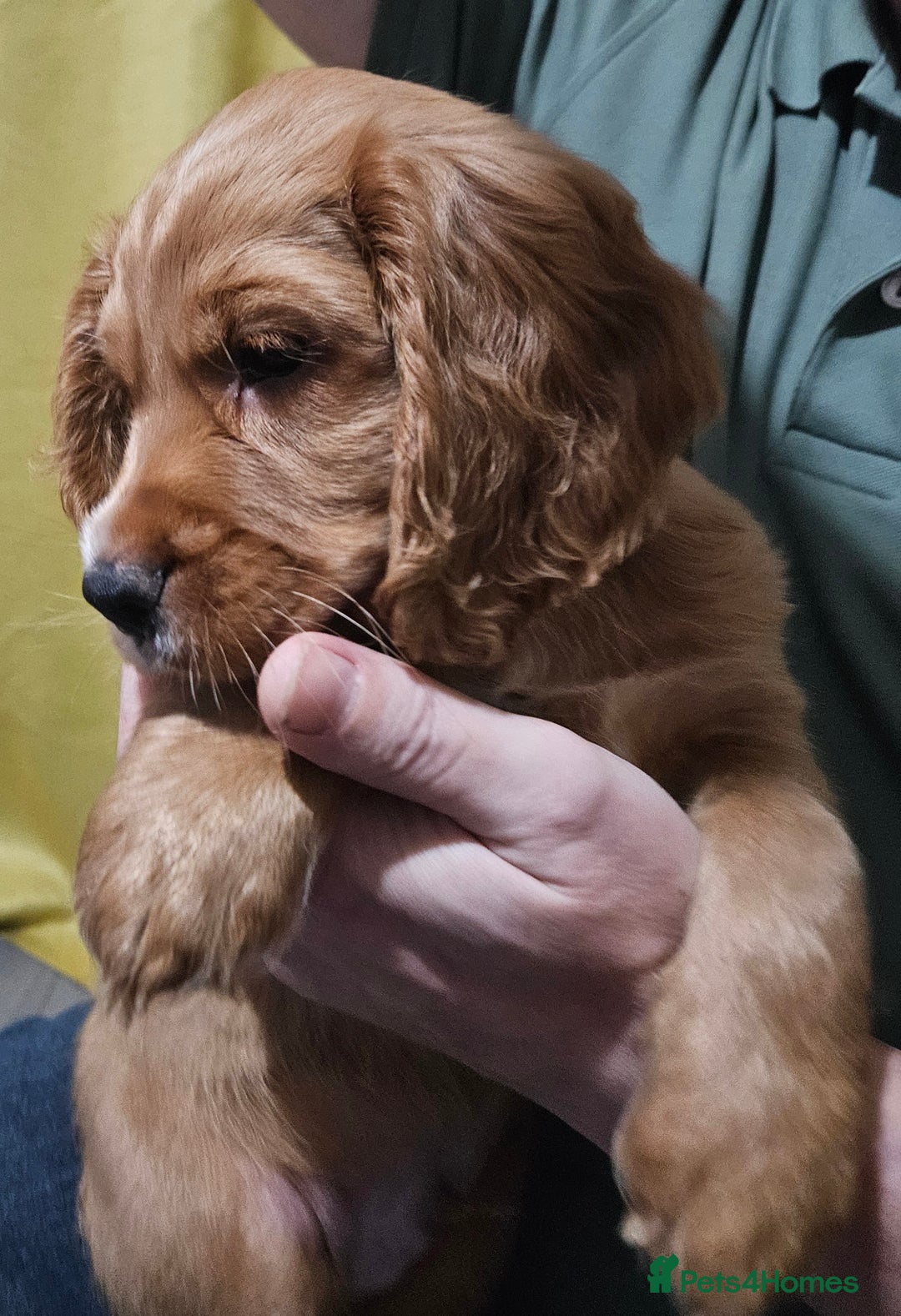 Cocker Spaniel dogs for sale: 5 stunning Cocker Spaniel puppies for sale.  - Advert 37