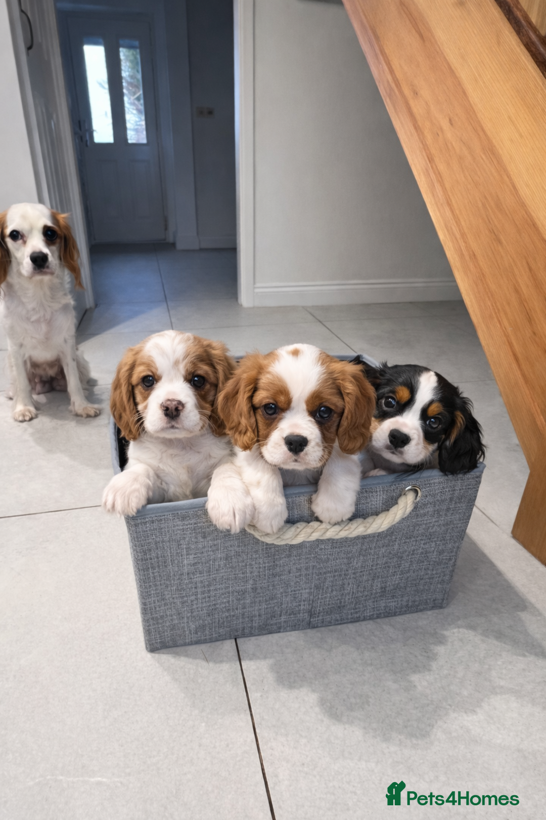 Cavalier King Charles Spaniel dogs for sale: Cavalier King Charles Spaniel - cuteness overload - Advert 11