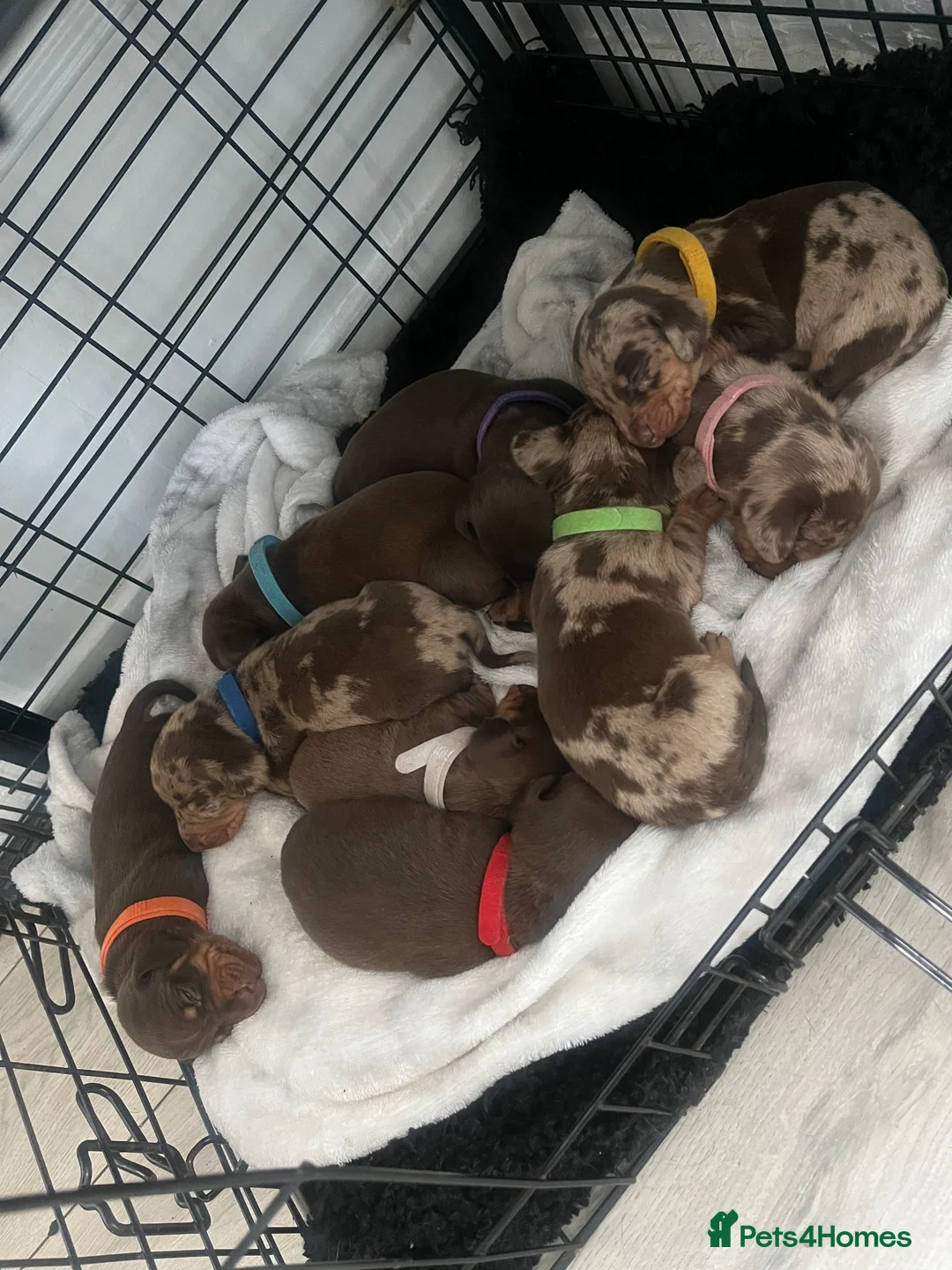 Miniature Dachshund dogs for sale: Miniture dachshund  - Advert 1