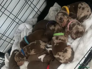 Miniature Dachshund dogs Miniture dachshund - Advert 3