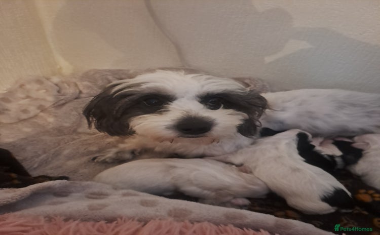 Bichon Frise dogs - Advert 1