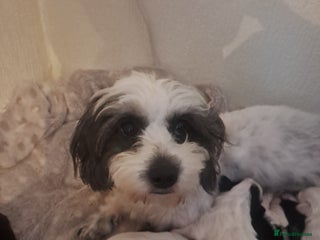 Bichon Frise dogs for sale: 4beautiful Bichon Frise puppies (3boys and 1 girl) - Advert 3