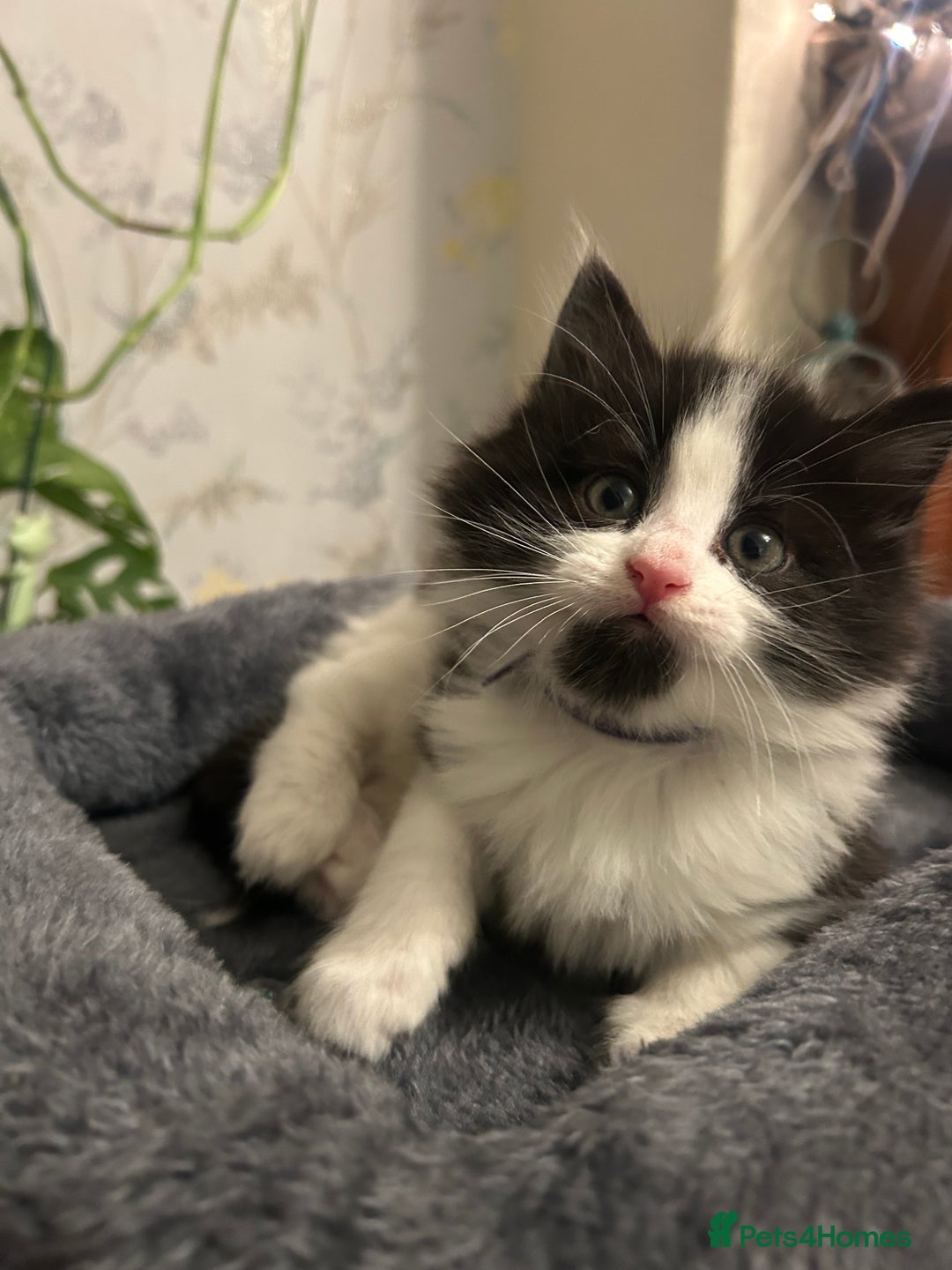 British Longhair cats for sale: Gorgeous Friendly Kittens - Advert 15