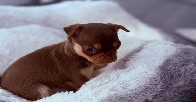 Chihuahua dogs - Advert 2
